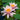 Nymphaea Marliacea Rosea - 2026