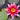 Marliacea Rubra Punctata Water Lily - Pond Plants - LW16