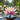 Nymphaea 'Martha'