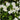 Mazus Reptans 'Albus' - BP082 Packs