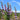 Mentha pulegium (Pennyroyal) - Marginal Pond Plants - MP077