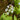 Menyanthes trifoliata (Bog bean) - Marginal Pond Plants - MP078