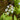 Menyanthes Trifoliata - Packs