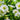 Millionbells White (9cm) Calibrachoa hybrida