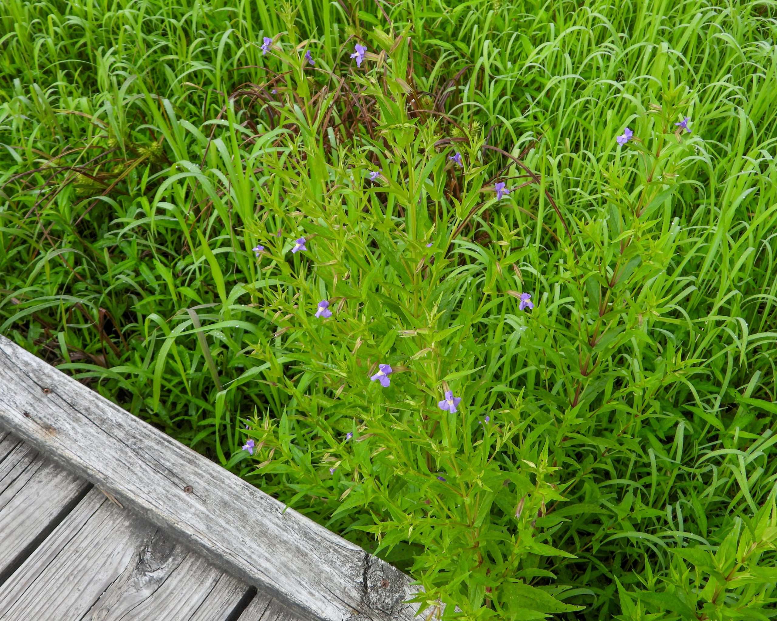 lavender musk pond plant Mimulus ringens (Lavender musk) - Marginal Pond Plants