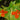 Mimulus Cardinalis 'Scarlet Monkey' - Packs