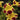 Mimulus Tigrinus - Marginal Pond Plants  - Pond Plants - Water Plants - MP083