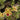 Mimulus Tigrinus - Marginal Pond Plants  - Pond Plants - Water Plants - MP083