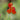 Mimulus cardinalis (Scarlet monkey flower) - Marginal Pond Plants - MP079
