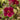 Mimulus cupreus 'Red Emperor' - Marginal Pond Plants - MP080