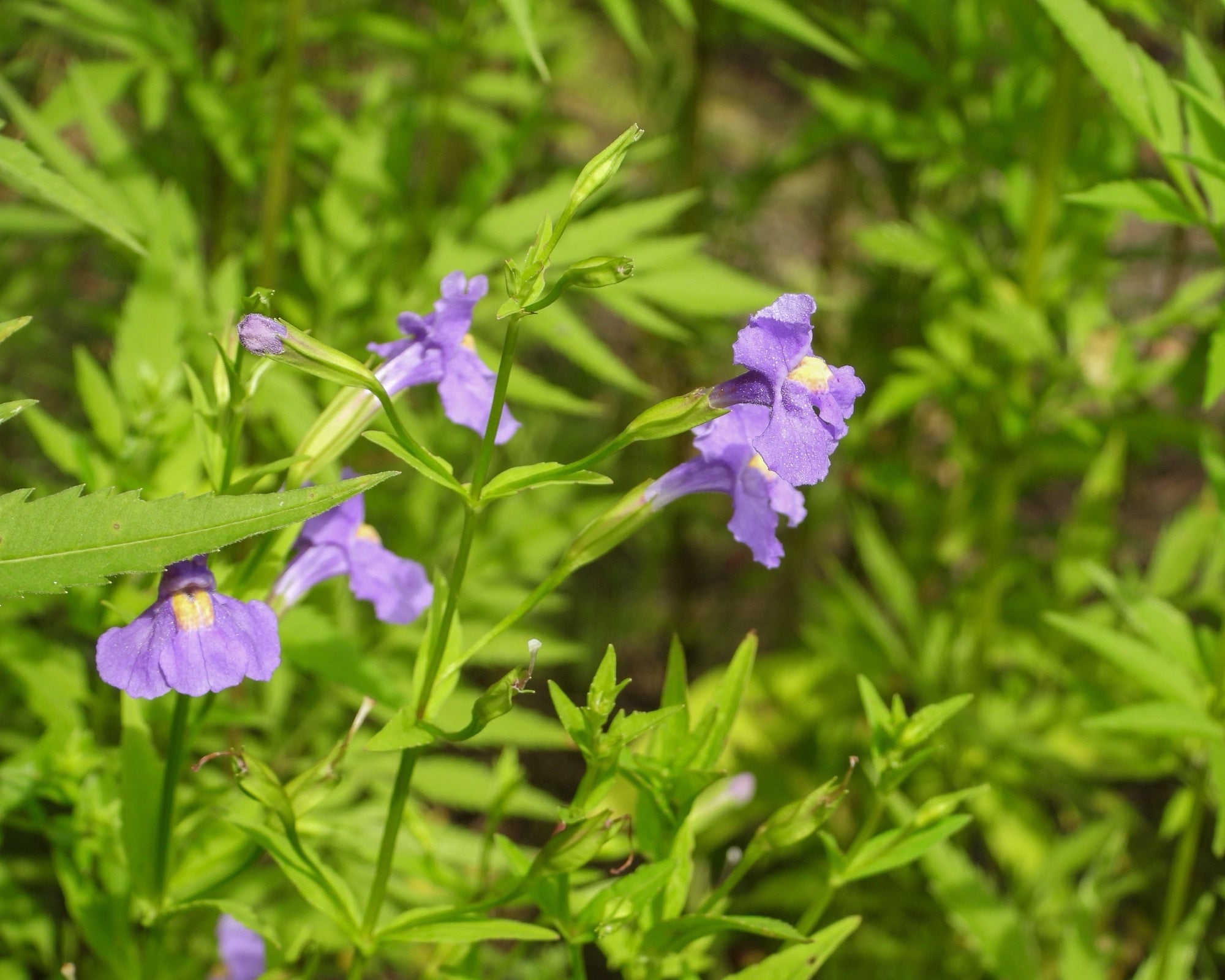 lavender musk pond plant Mimulus ringens (Lavender musk) - Marginal Pond Plants