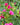 Mirabilis Jalapa