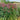 Miscanthus sinensis Boucle 9cm