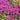 Monarda Bee-True - Marginal Pond Plants - BP085