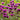 Monarda 'Scorpion' - BP086 Packs