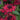 Monarda 'Bee-Happy'