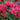 Monarda 'Bee-Happy'