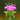 Monarda 'Bee-Lieve'