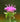 Monarda 'Bee-Lieve'