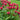 Monarda 'Cambridge Scarlet'