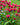 Monarda 'Cambridge Scarlet'