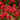 Monarda 'Gardenview Scarlet'
