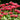 Monarda 'Jacob Cline'