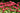 Monarda 'Jacob Cline'
