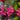 Monarda 'On Parade')