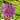 Monarda 'Scorpion'