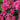 Monarda Didyma 'Cranberry Lace'