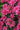 Monarda Didyma 'Cranberry Lace'