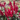 Astilbe 'Red' 3L