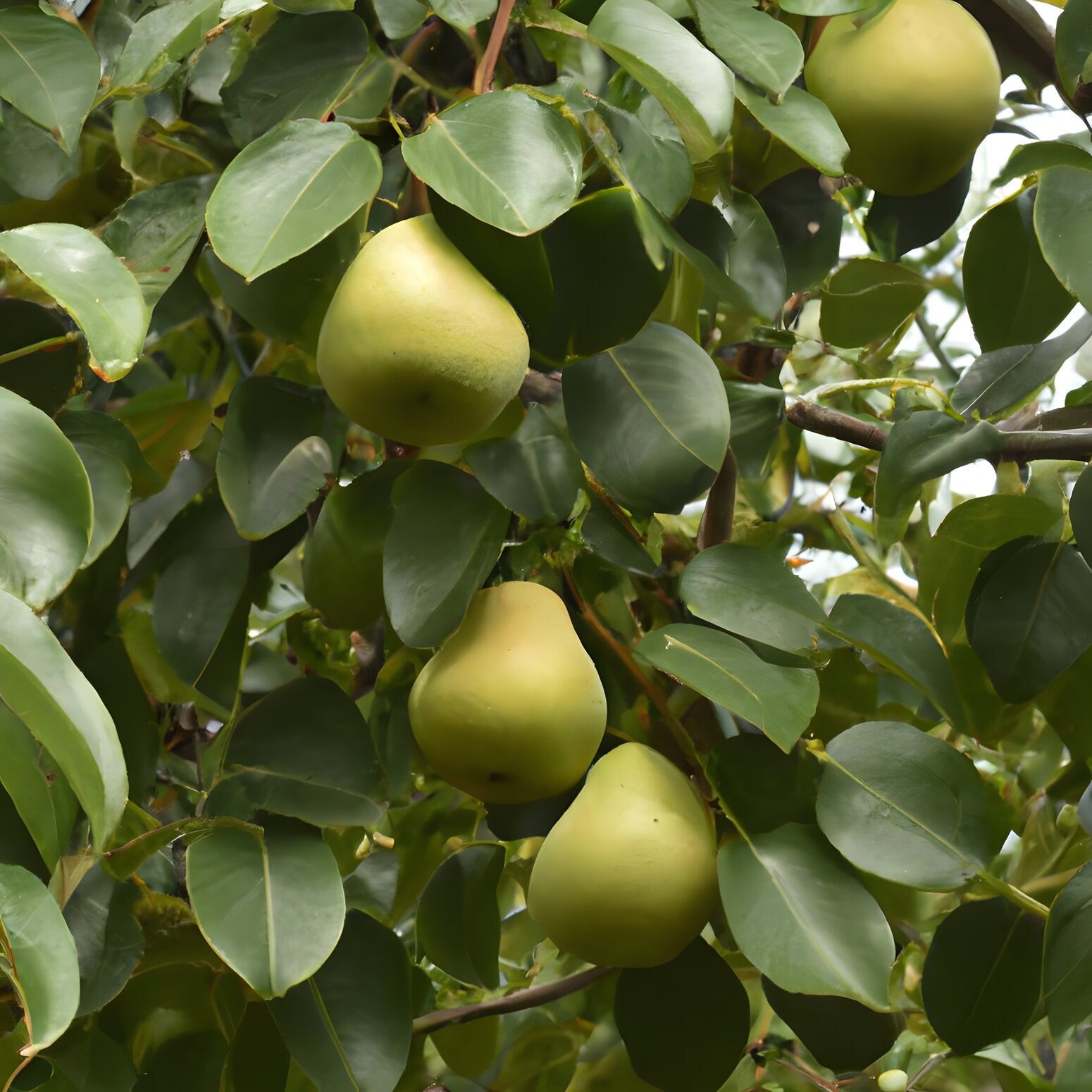 Moonglow Moonglow Pear – Lincspplants