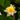 Moorei Water Lily - Pond Plants - MW16