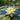 Moorei Water Lily - Pond Plants - MW16