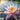 Nymphaea 'Mrs C.W. Thomas'