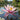 Nymphaea 'Mrs C.W. Thomas'