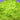 Mühlan Aquatic Plants 1 portion Riccia Moss for aquarium, fish tank