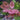 Muhlan Aquatic Plants 1 red or green tuber of tiger lotus without proliferation