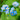 Myosotis palustris 'Semperflorens' - MP084B Packs
