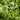 Myosotis Scorpioides - Packs