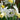Narcissus 'Jenny' Bulb