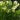 Narcissus 'Jenny' Bulb
