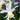 Narcissus 'Jenny' Bulb