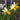 Narcissus 'Winter Waltz' Bulb
