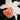 Narcissus 'Accent' Bulb