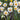 Narcissus 'Albus Plenus Odoratus' Bulb