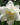Narcissus 'Androcles' Bulb