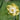 Narcissus 'Avalon' Bulb